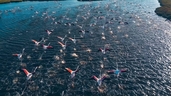 A flock of seagulls feeding
