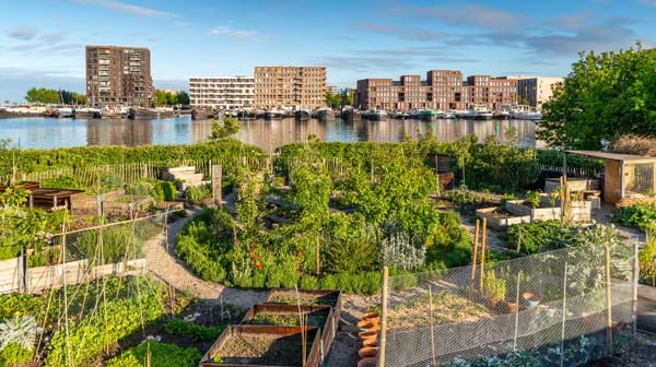 View across an allotment to city buildings
