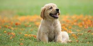 puppy.jpg