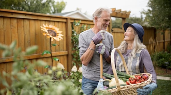 Mature couple harvesting vegetables